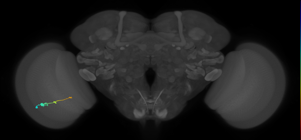 Tm2_L (MaleCNS:28369)