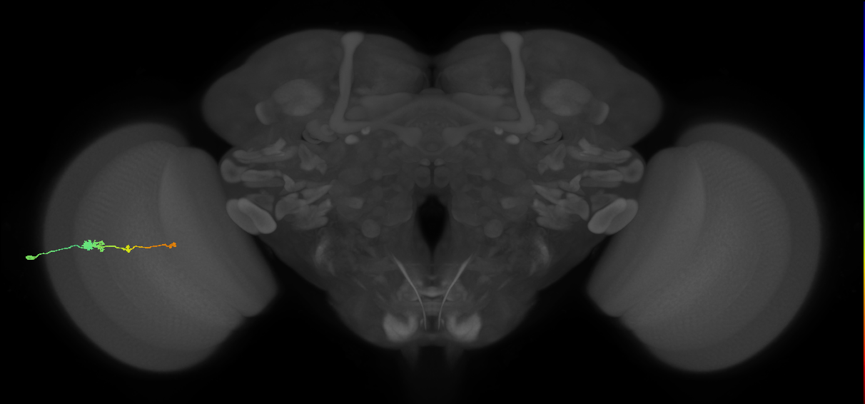 Tm2_L (MaleCNS:50370)