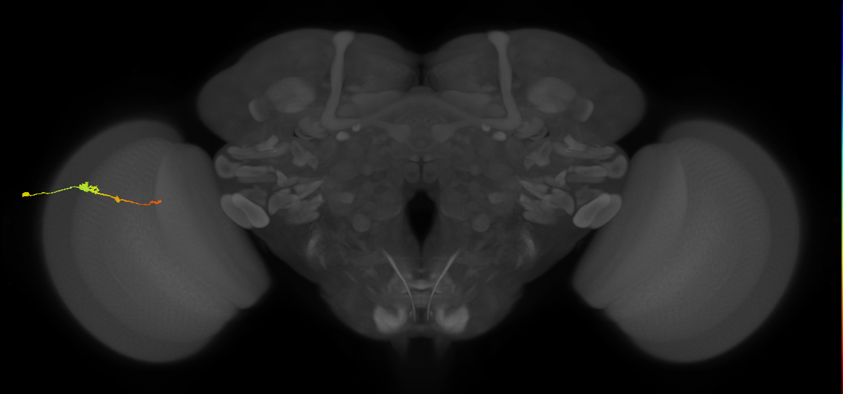 Tm2_L (MaleCNS:61893)