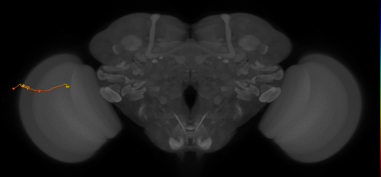 Tm2_L (MaleCNS:60958)