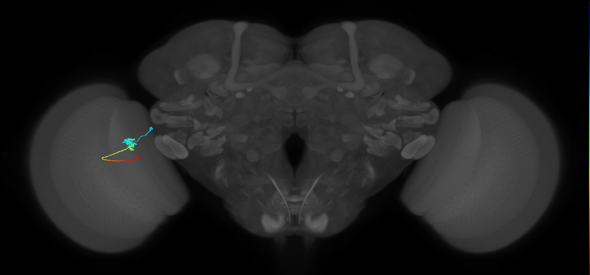 Tm2_L (MaleCNS:55506)