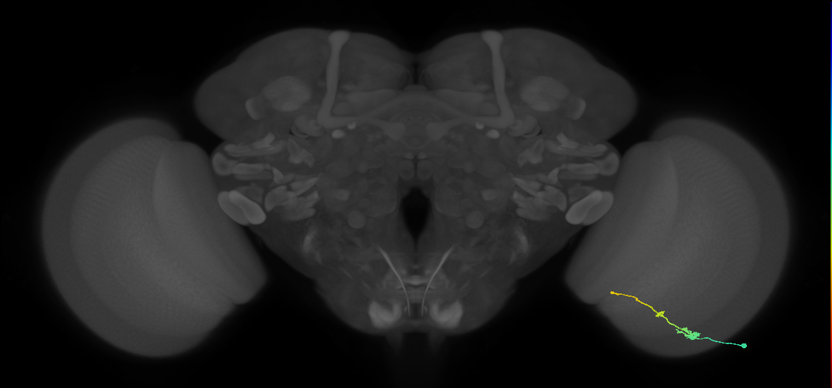 Tm2_R (MaleCNS:50040)