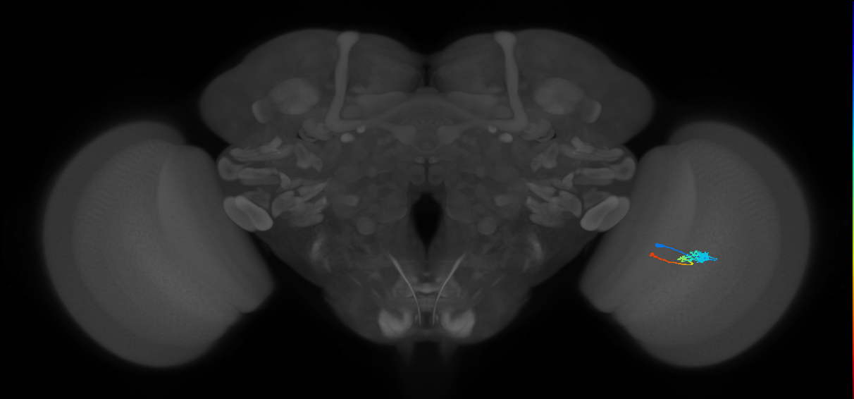 Tm2_R (MaleCNS:49994)