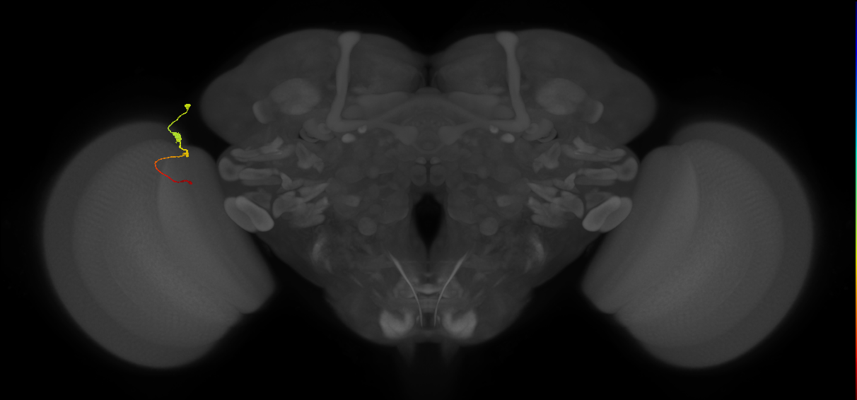 Tm2_L (MaleCNS:106065)