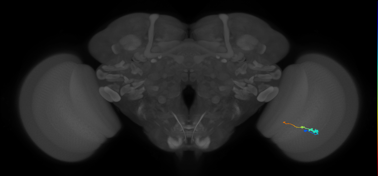 Tm2_R (MaleCNS:55625)