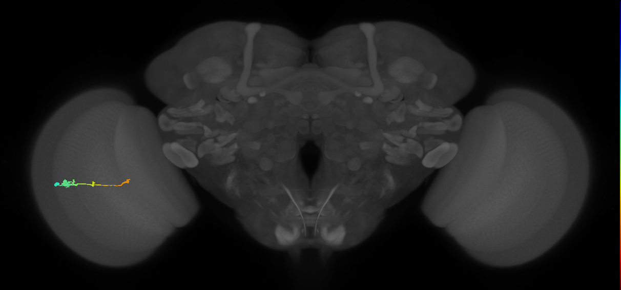 Tm2_L (MaleCNS:50091)