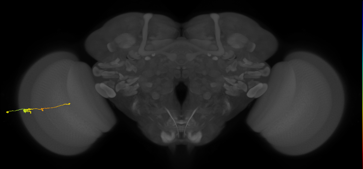 Tm2_L (MaleCNS:59342)