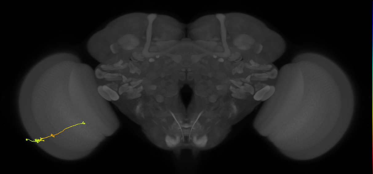 Tm2_L (MaleCNS:520075)