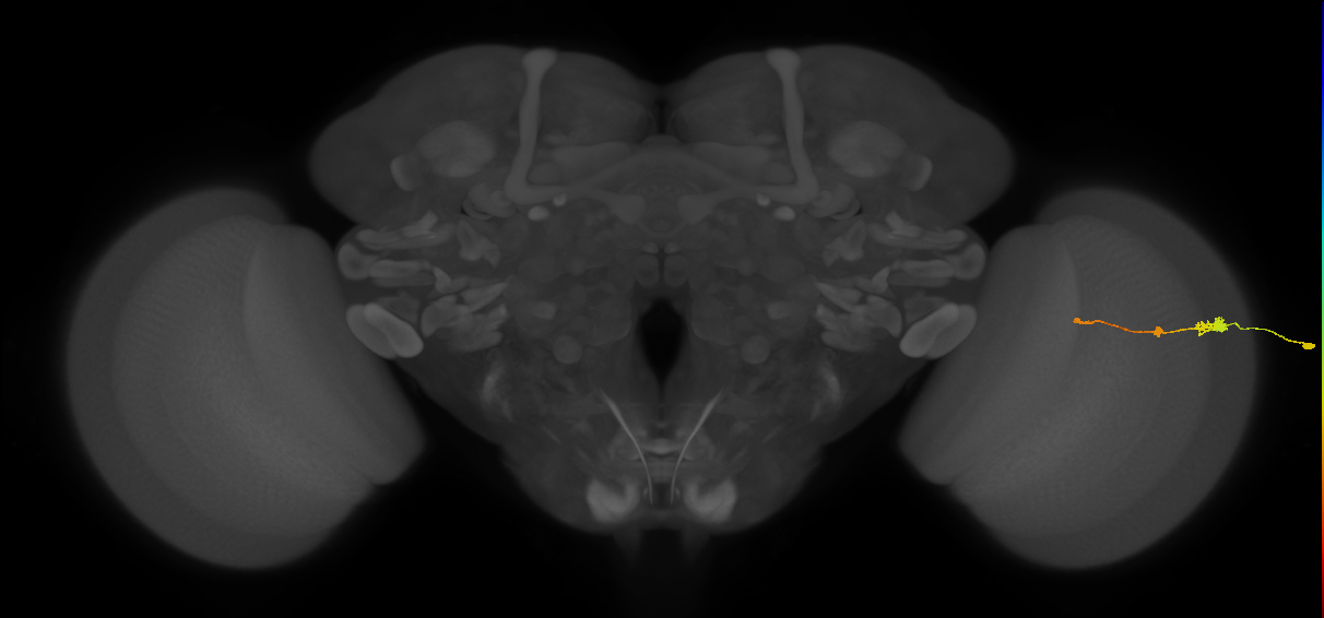 Tm2_R (MaleCNS:55717)