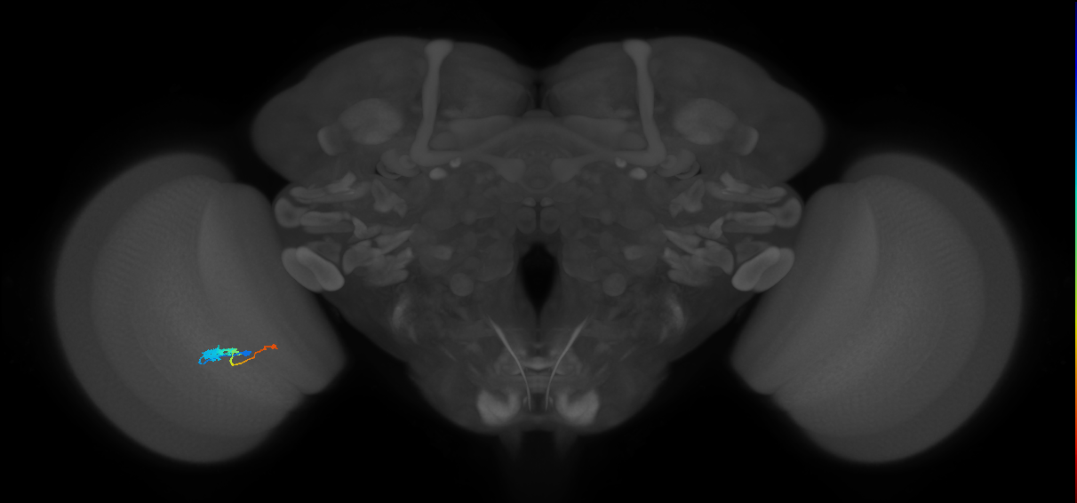 Tm2_L (MaleCNS:51373)