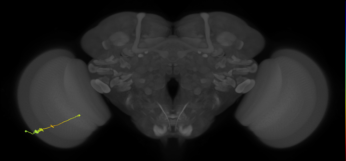 Tm2_L (MaleCNS:49906)