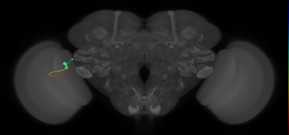 Tm2_L (MaleCNS:87754)