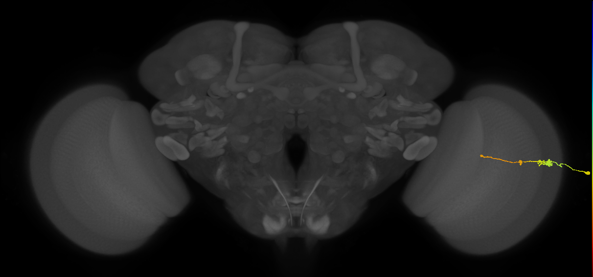 Tm2_R (MaleCNS:50000)