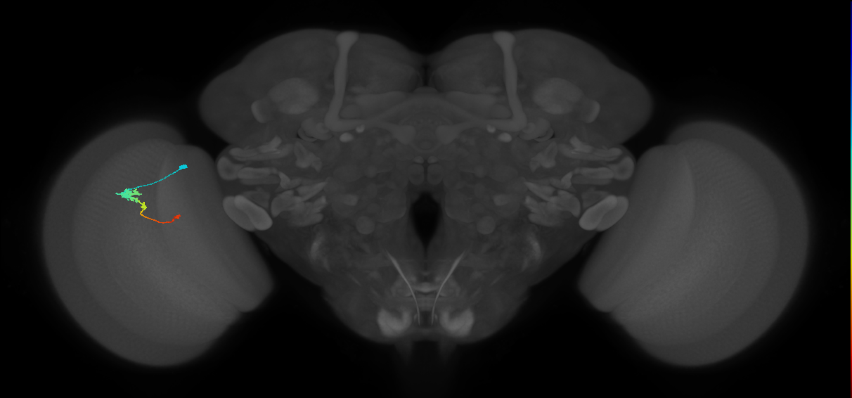 Tm2_L (MaleCNS:521138)
