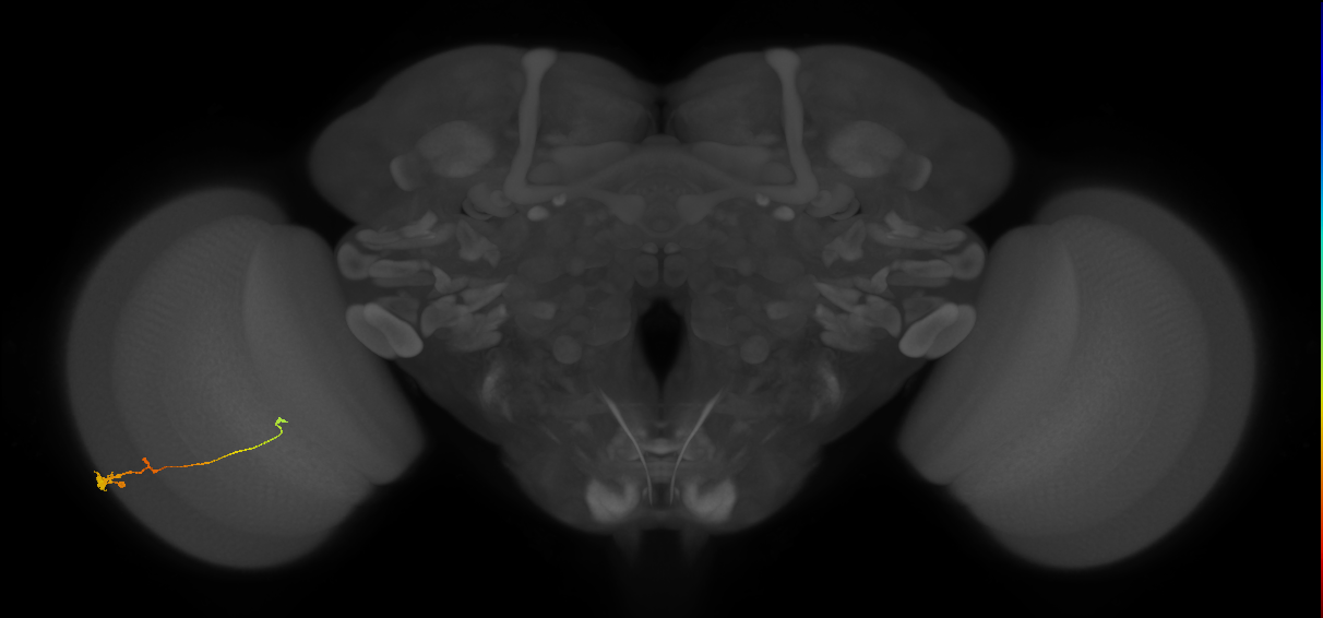 Tm2_L (MaleCNS:739862)