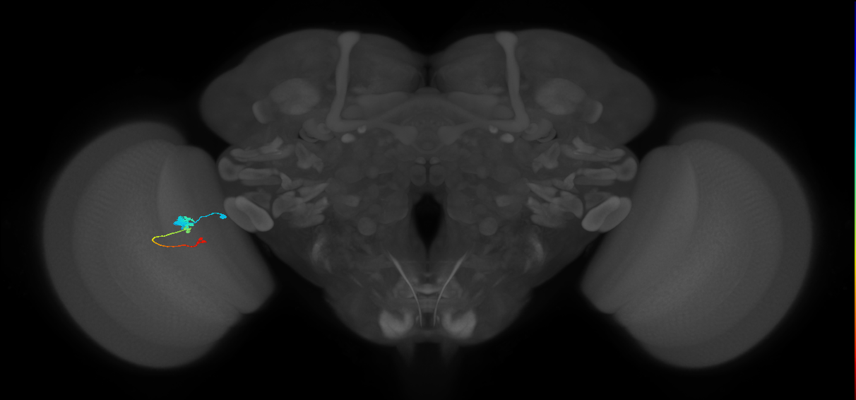 Tm2_L (MaleCNS:35486)