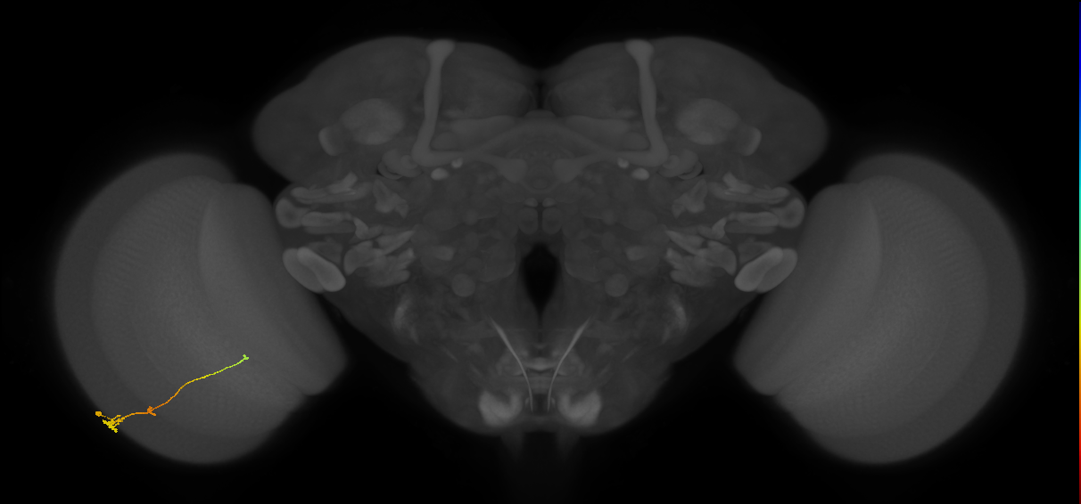 Tm2_L (MaleCNS:183966)