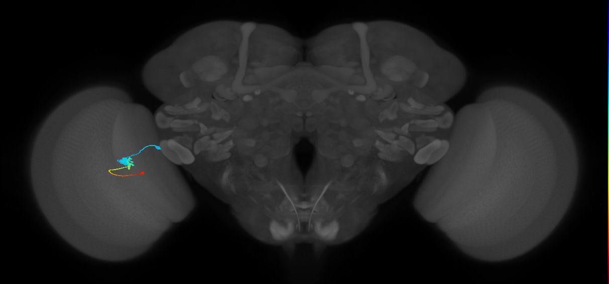 Tm2_L (MaleCNS:51275)