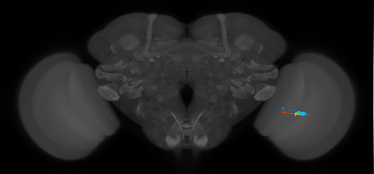 Tm2_R (MaleCNS:53876)