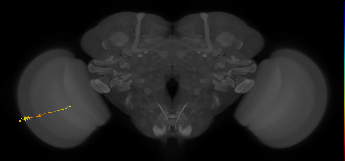 Tm2_L (MaleCNS:12741)