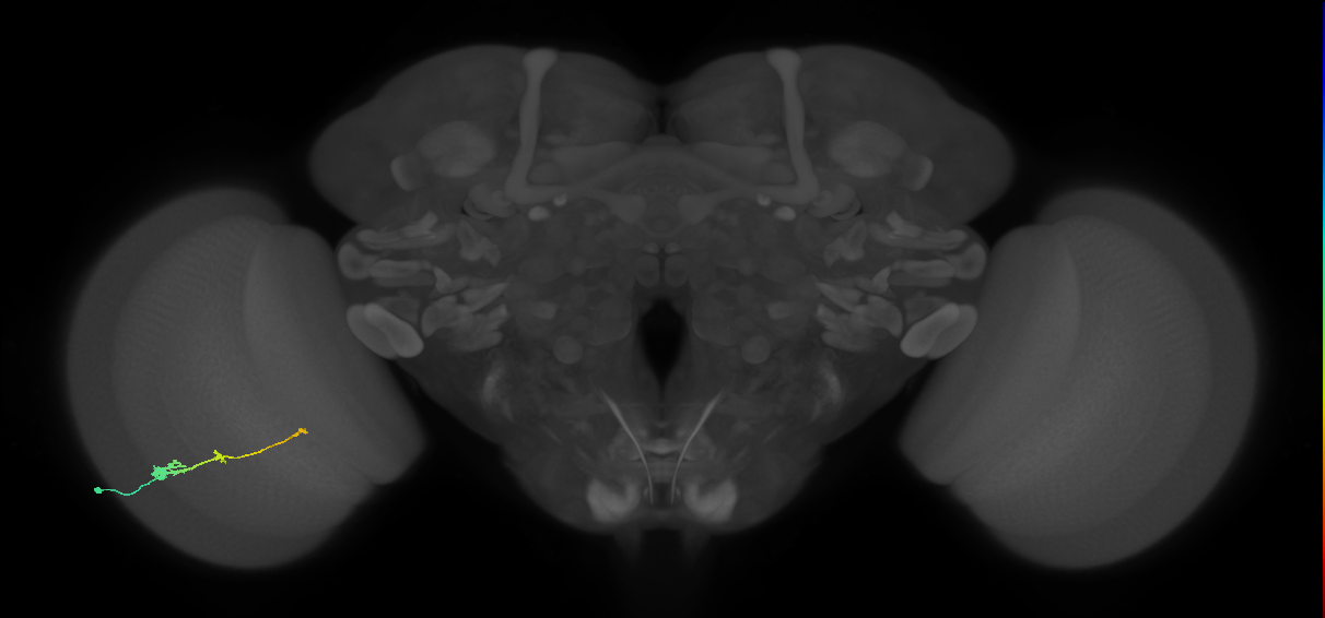 Tm2_L (MaleCNS:76230)