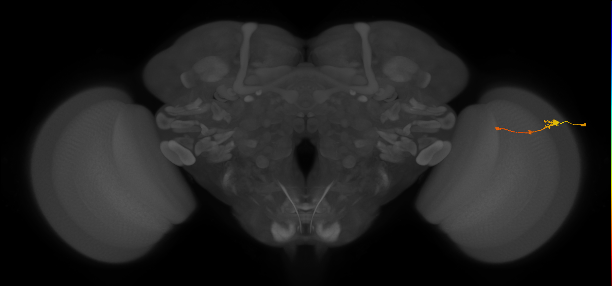 Tm2_R (MaleCNS:58877)
