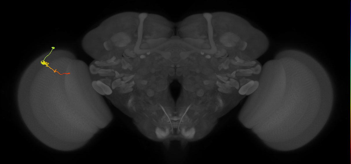 Tm2_L (MaleCNS:61738)