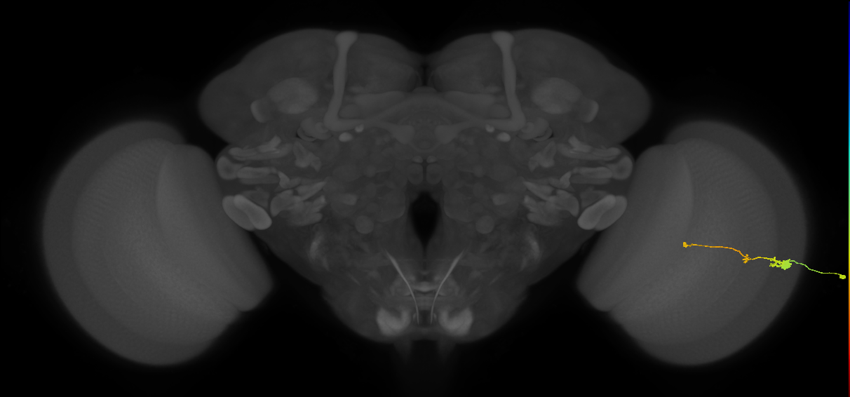 Tm2_R (MaleCNS:48353)