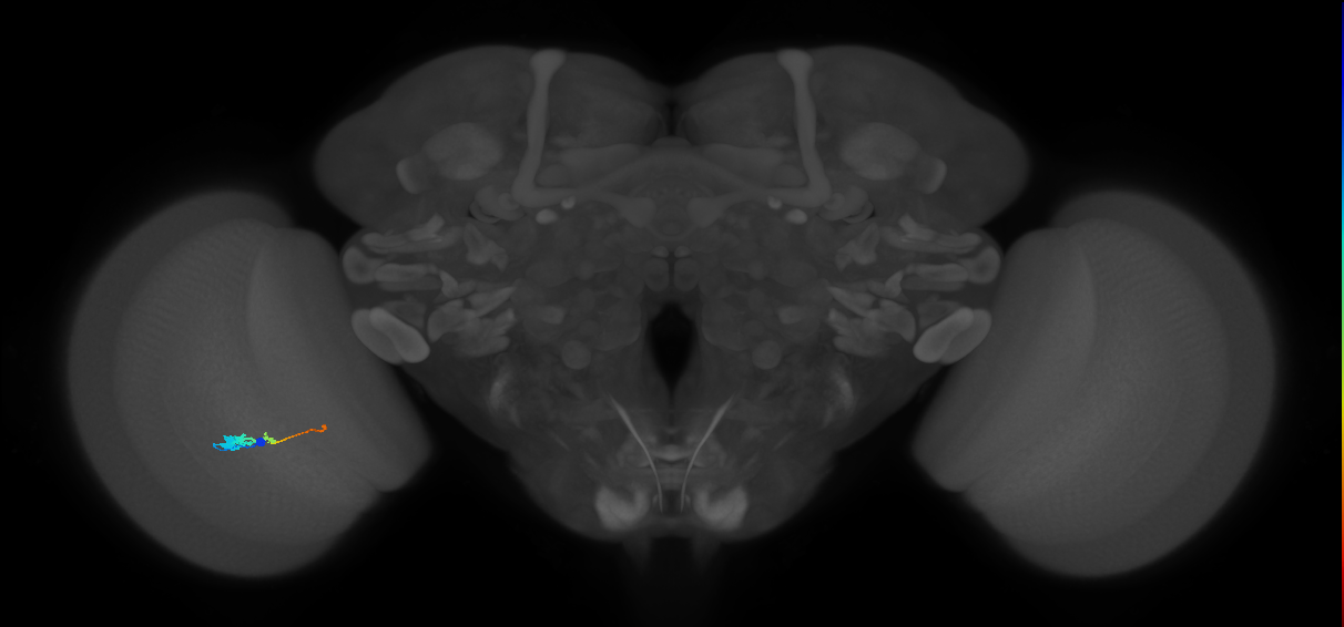 Tm2_L (MaleCNS:93849)