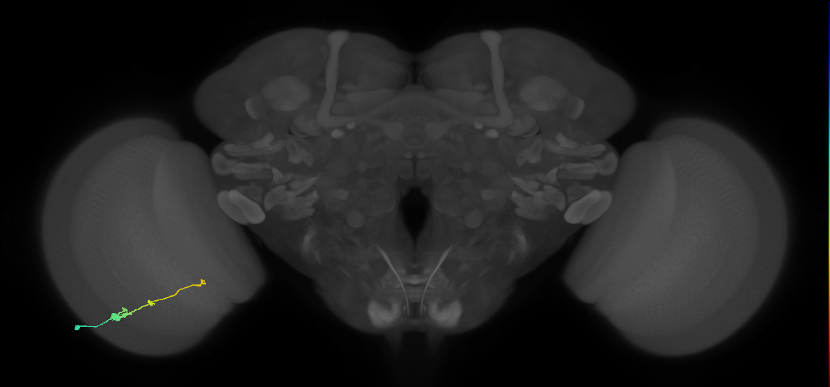 Tm2_L (MaleCNS:28616)