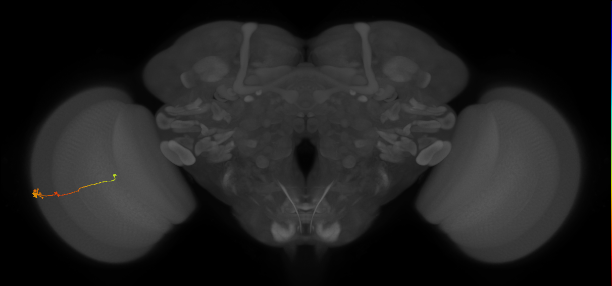 Tm2_L (MaleCNS:195389)