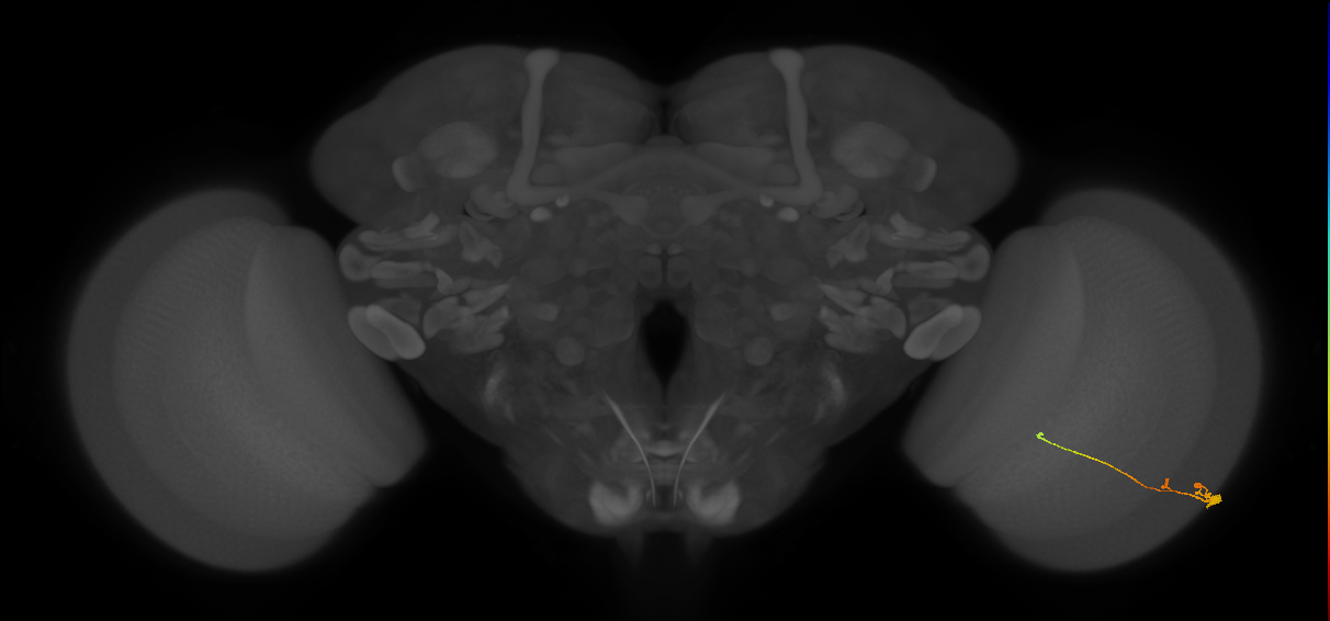 Tm2_R (MaleCNS:90483)