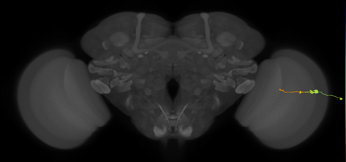 Tm2_R (MaleCNS:82030)