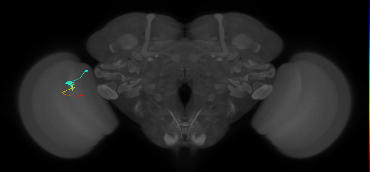 Tm2_L (MaleCNS:514717)