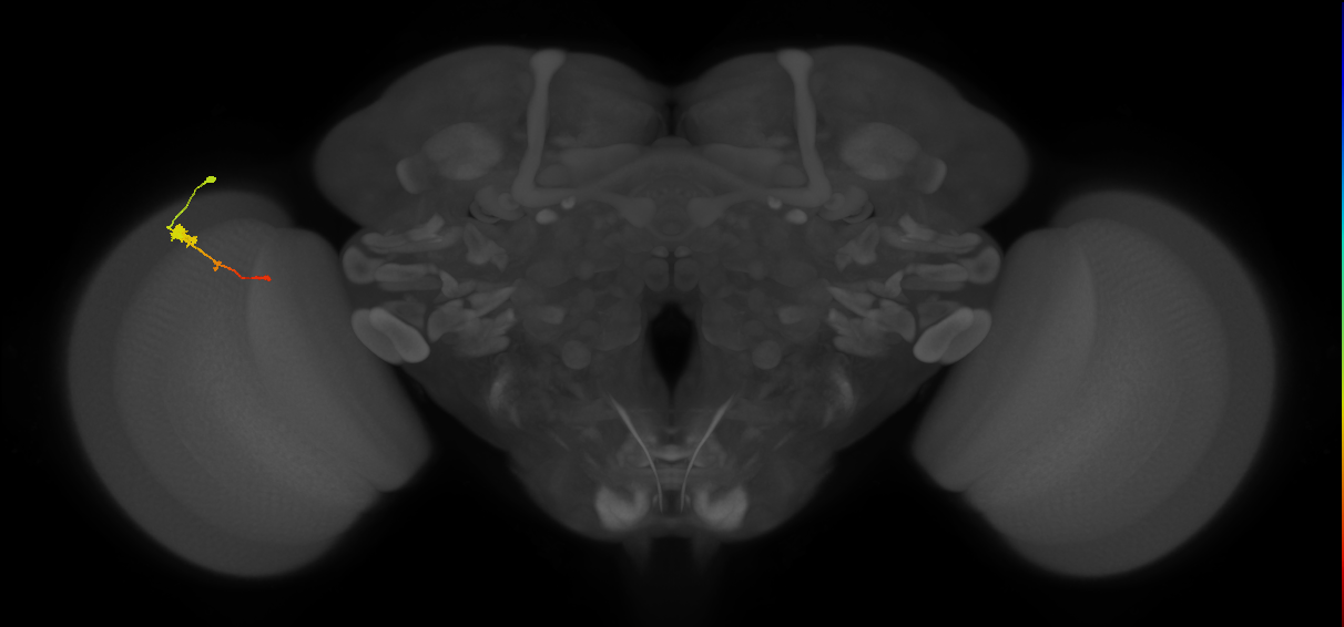 Tm2_L (MaleCNS:62617)