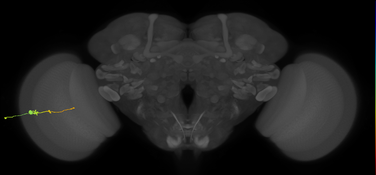 Tm2_L (MaleCNS:53479)