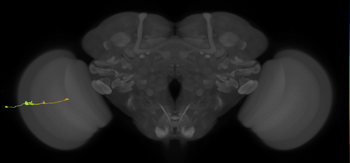 Tm2_L (MaleCNS:55901)