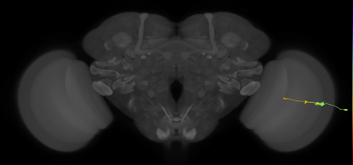 Tm2_R (MaleCNS:89305)