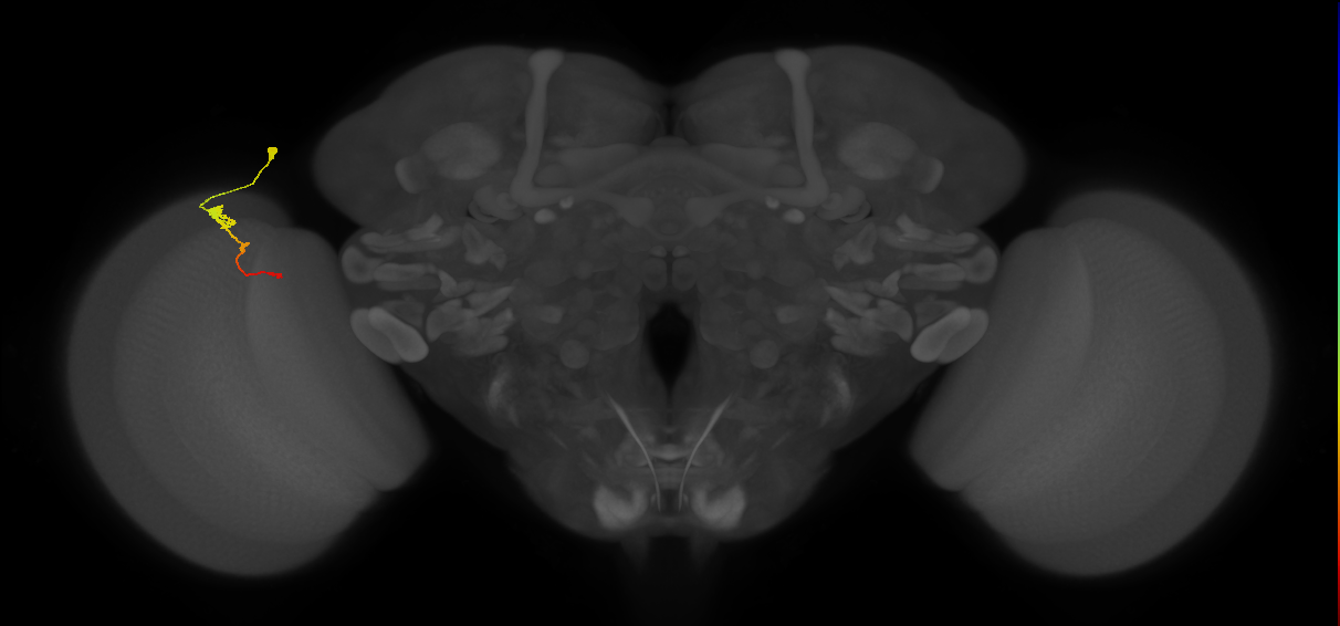 Tm2_L (MaleCNS:64047)