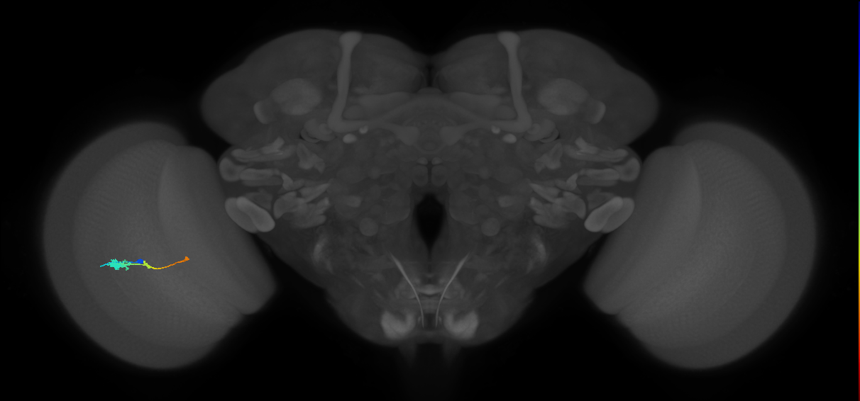 Tm2_L (MaleCNS:532843)