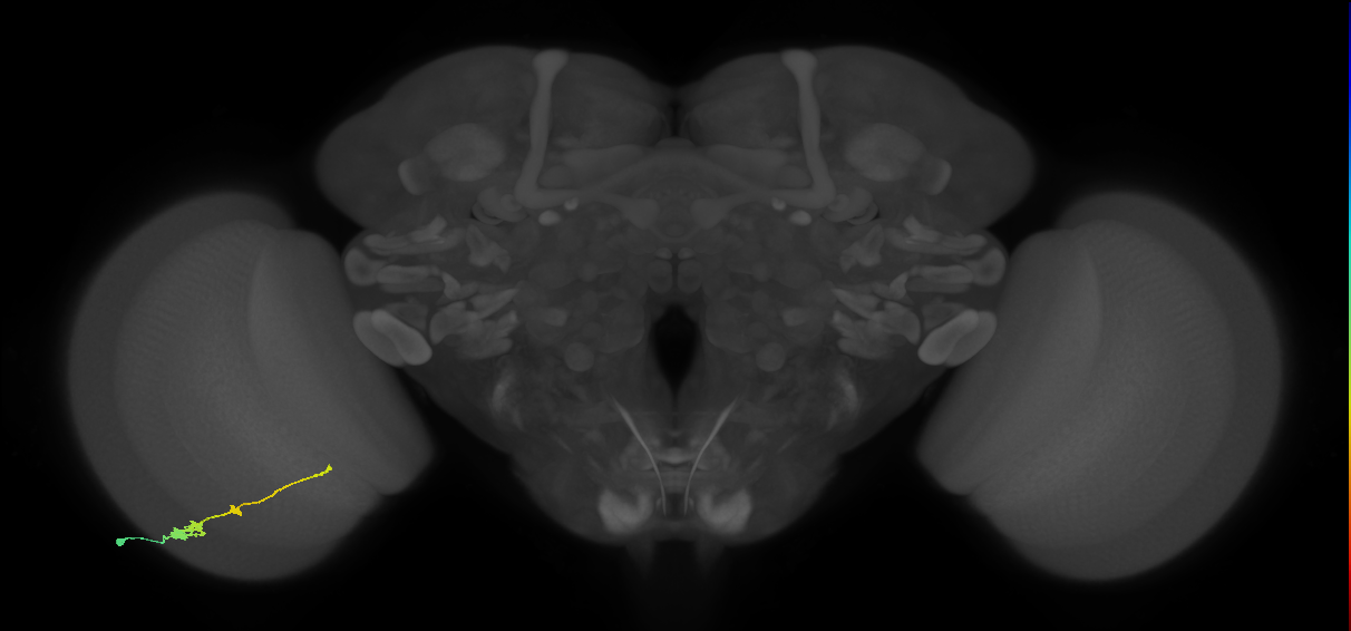Tm2_L (MaleCNS:519150)