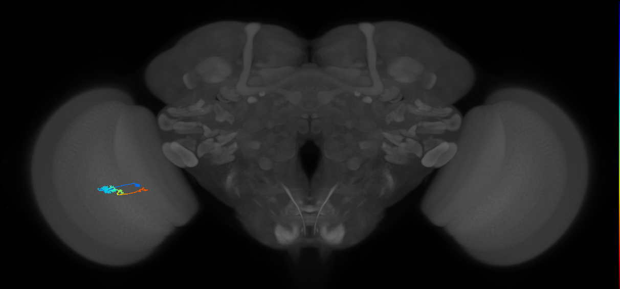 Tm2_L (MaleCNS:523969)