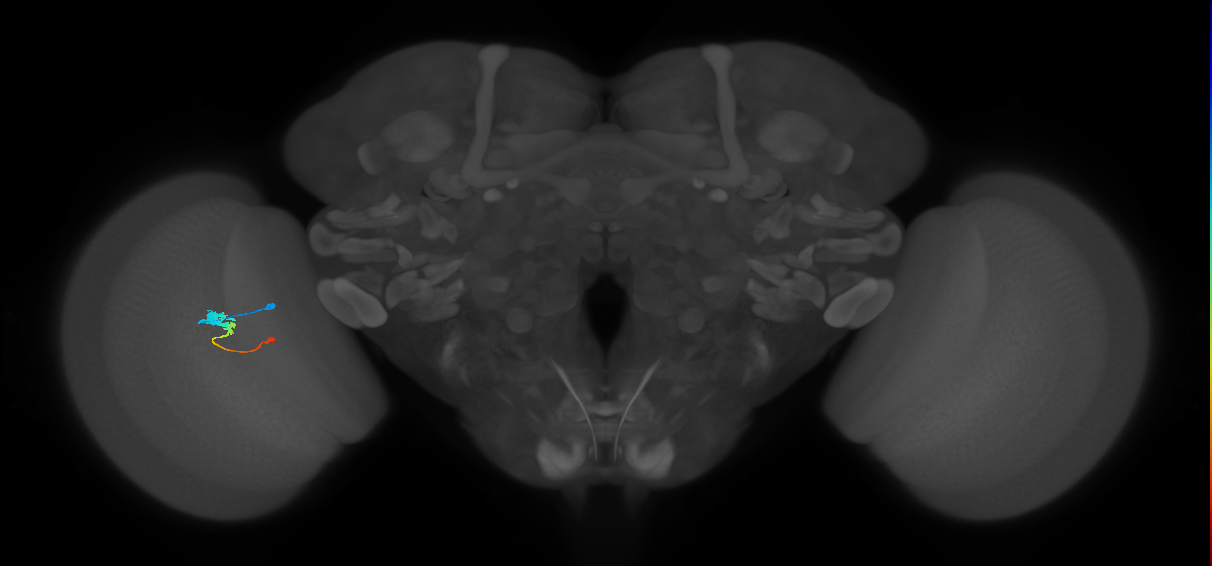 Tm2_L (MaleCNS:517439)
