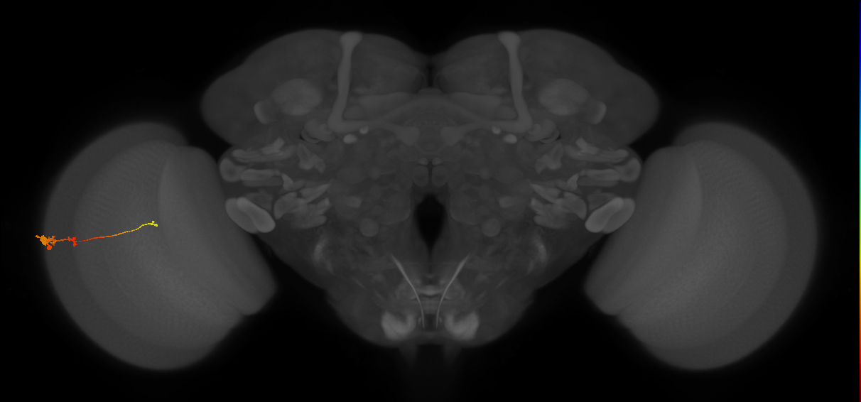 Tm2_L (MaleCNS:511963)