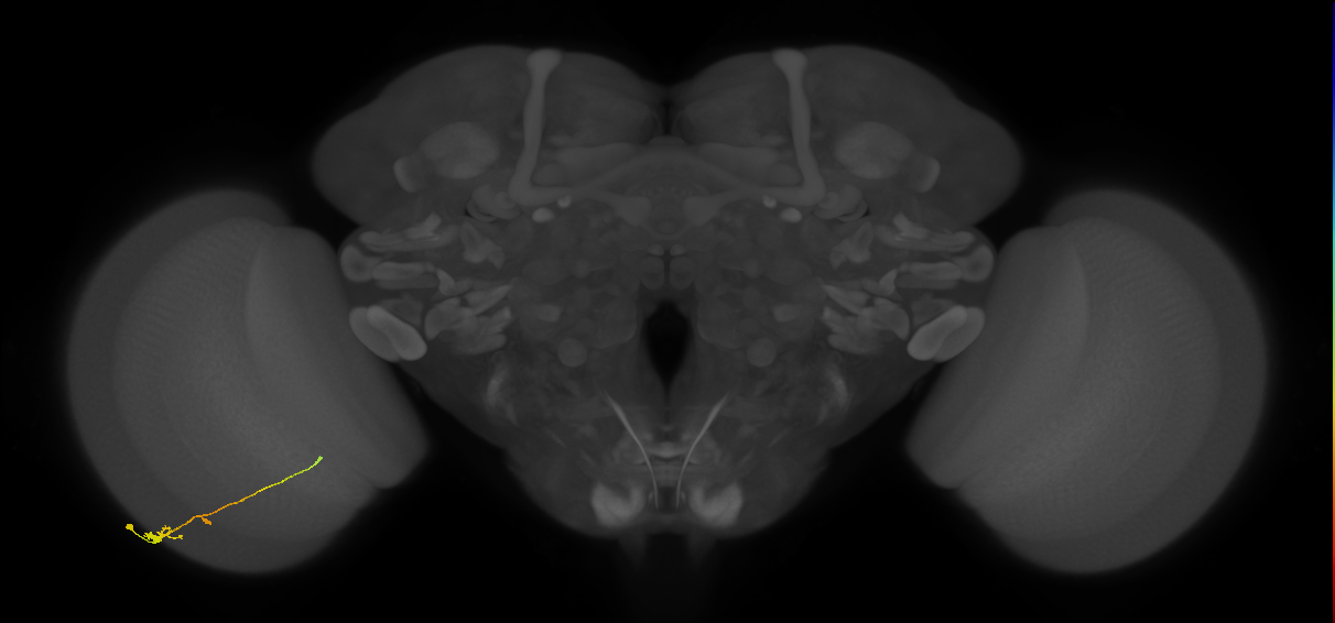 Tm2_L (MaleCNS:108173)