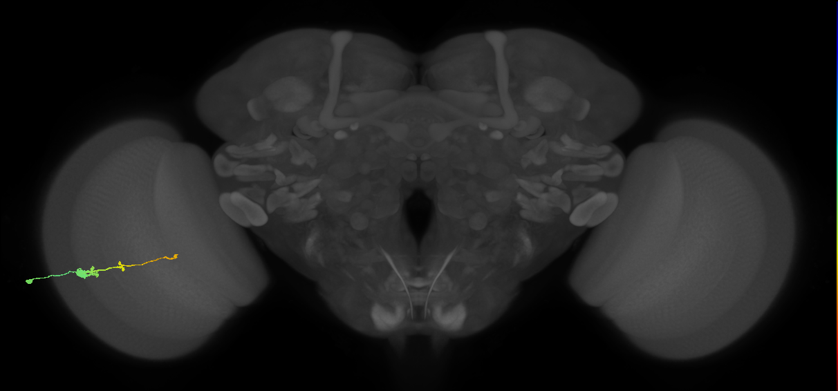 Tm2_L (MaleCNS:70100)