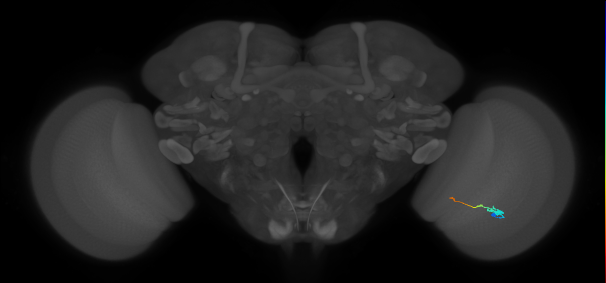 Tm2_R (MaleCNS:53265)