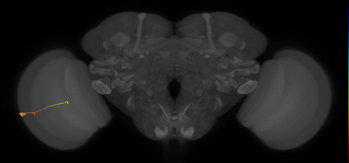 Tm2_L (MaleCNS:520357)