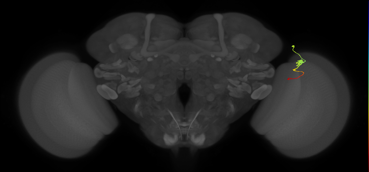 Tm2_R (MaleCNS:70068)