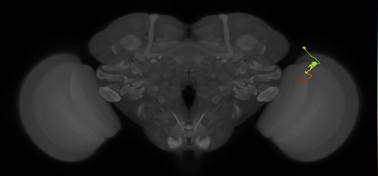 Tm2_R (MaleCNS:57609)